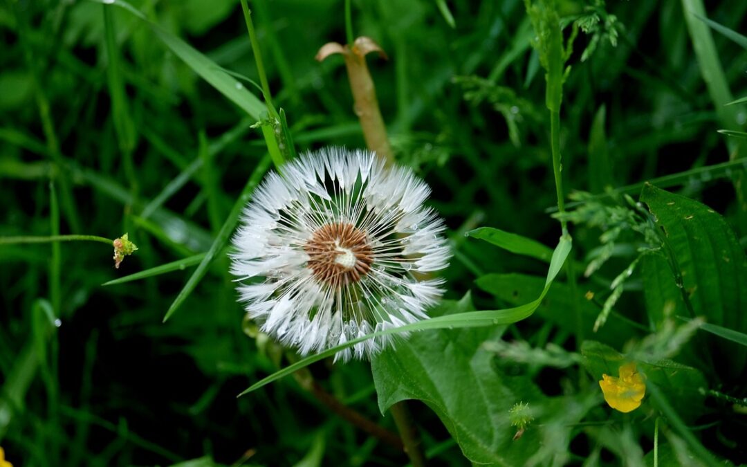 Natur im Schulgarten